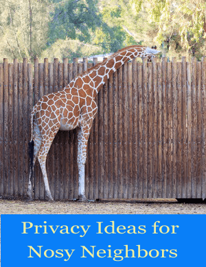 Four Practical Pool Privacy Ideas That Deliver Style and Function